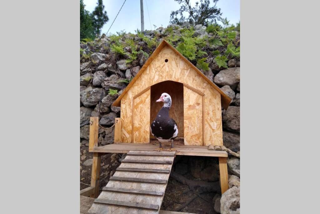 La Tagora Conect With The Nature & Relax Icod De Los Vinos Esterno foto