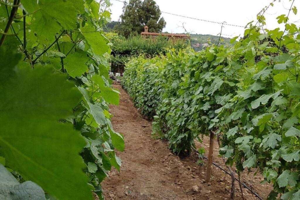 La Tagora Conect With The Nature & Relax Icod De Los Vinos Esterno foto