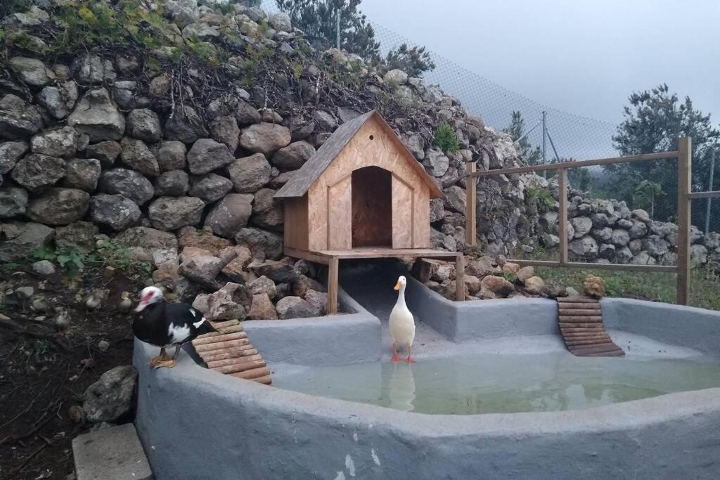 La Tagora Conect With The Nature & Relax Icod De Los Vinos Esterno foto