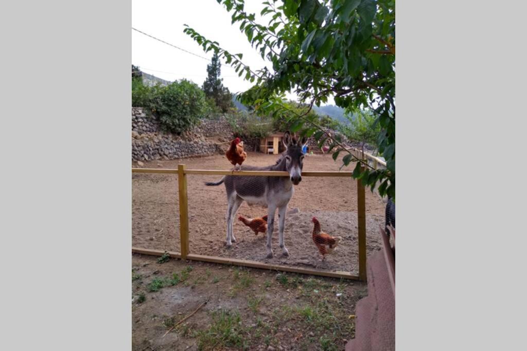 La Tagora Conect With The Nature & Relax Icod De Los Vinos Esterno foto